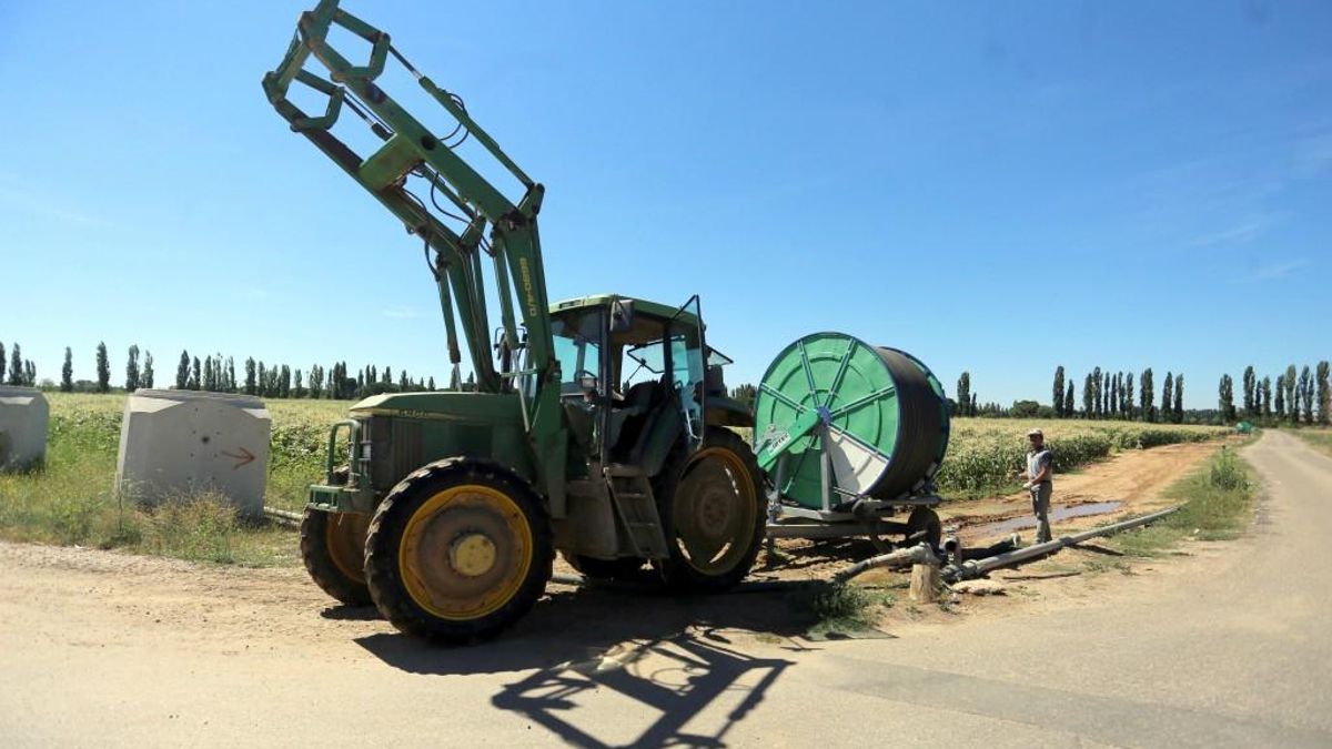 Miriam Chacón / ICAL Agricultor junto a un cultivo de maíz.