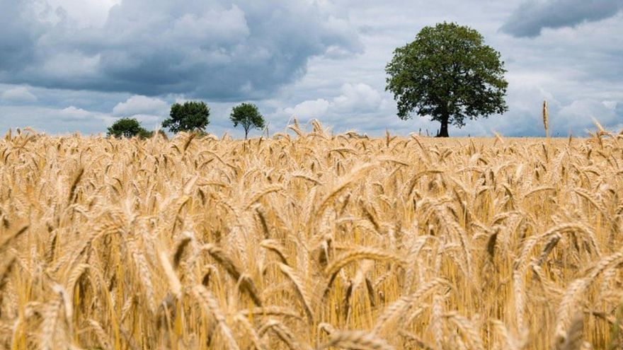 Castilla-La Mancha amplía las medidas de flexibilización de la PAC a todo el territorio y no descarta implementar más