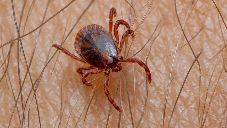 Por qué Sanidad incorpora las garrapatas a su plan de vigilancia y qué es la enfermedad de Lyme