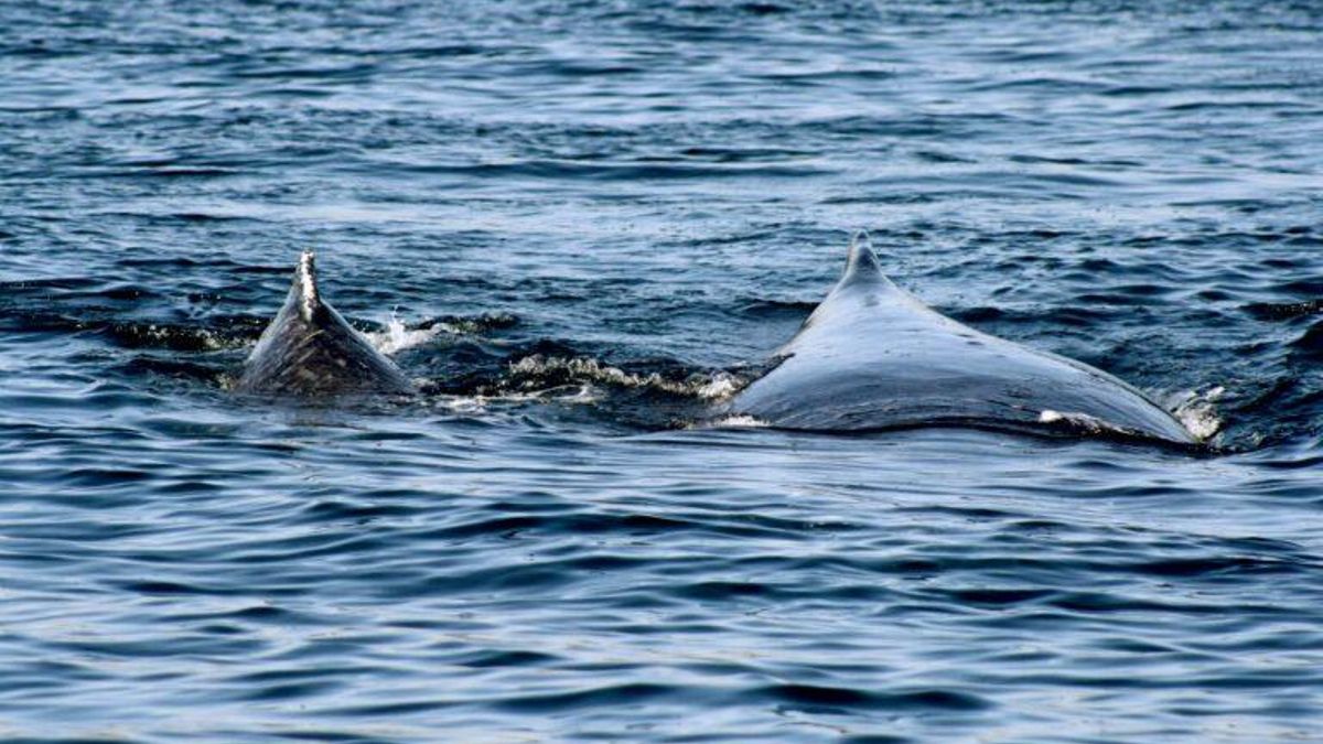 Ballena jorobada nadando en el mar del norte del Perú. Las investigadoras de la Universidad Científica del Sur llaman a las autoridades a que promuevan políticas de prevención de enmallamientos. Foto: Chiara Guidino