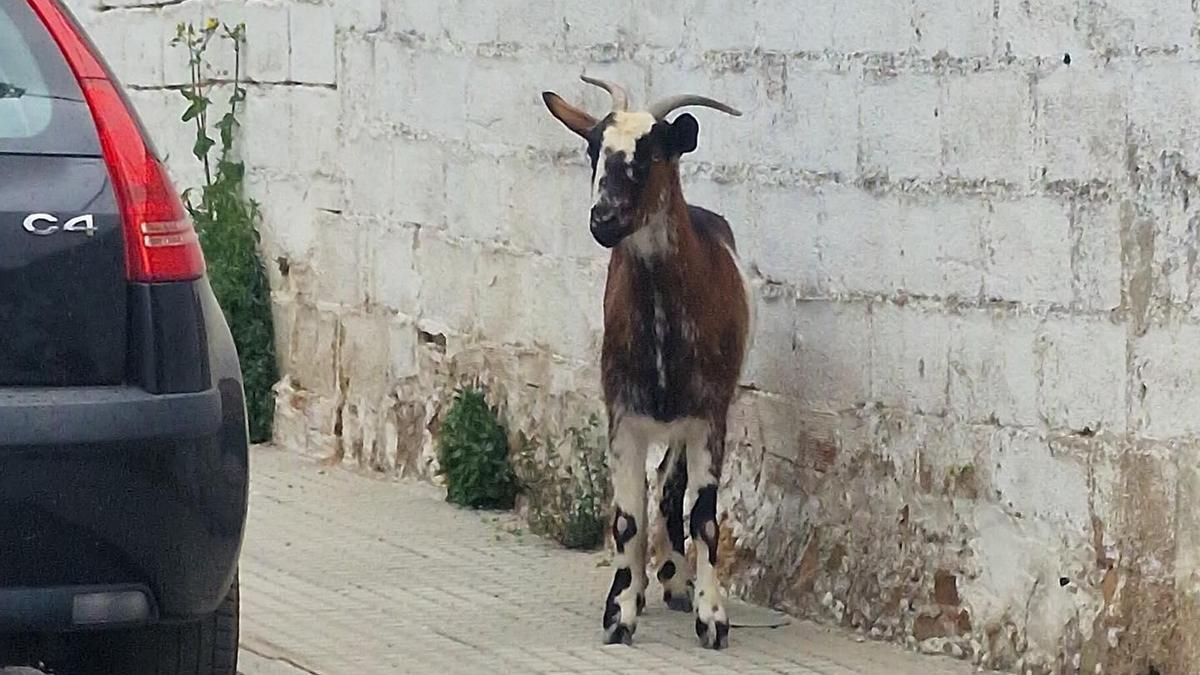 La cabra hallada en las calles de Villanueva de Córdoba.