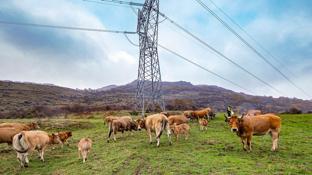 Pastoreo en Red, proyecto de la Estrategia de Impacto Integral