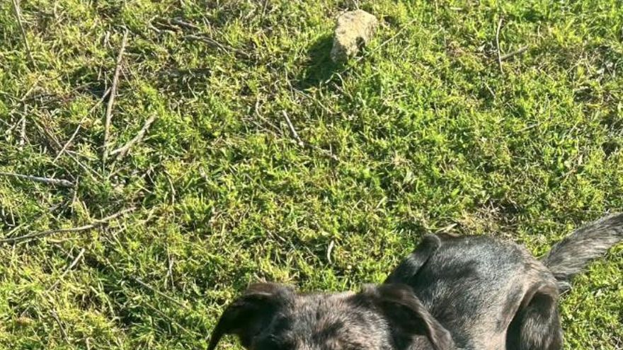 La espera interminable de Mambo, el cruce de border collie por el que nadie pregunta