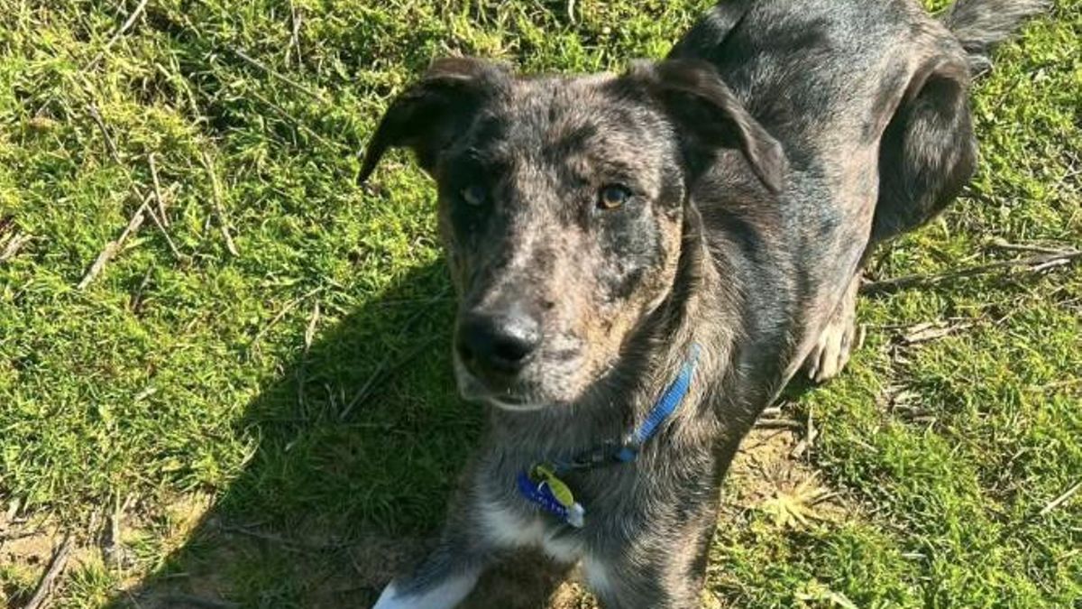 Mambo es un cruce de border collie de año y medio