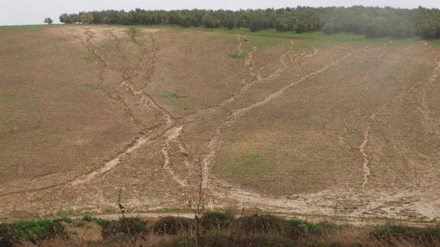 Expertos subrayan la conservación de suelo ante desafíos del cambio climático y desertificación