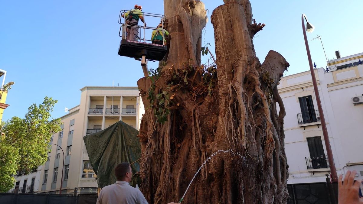 Los técnicos de Parques y Jardines, aplicando tratamientos de protección y mantenimiento del tronco del ficus de San Jacinto.