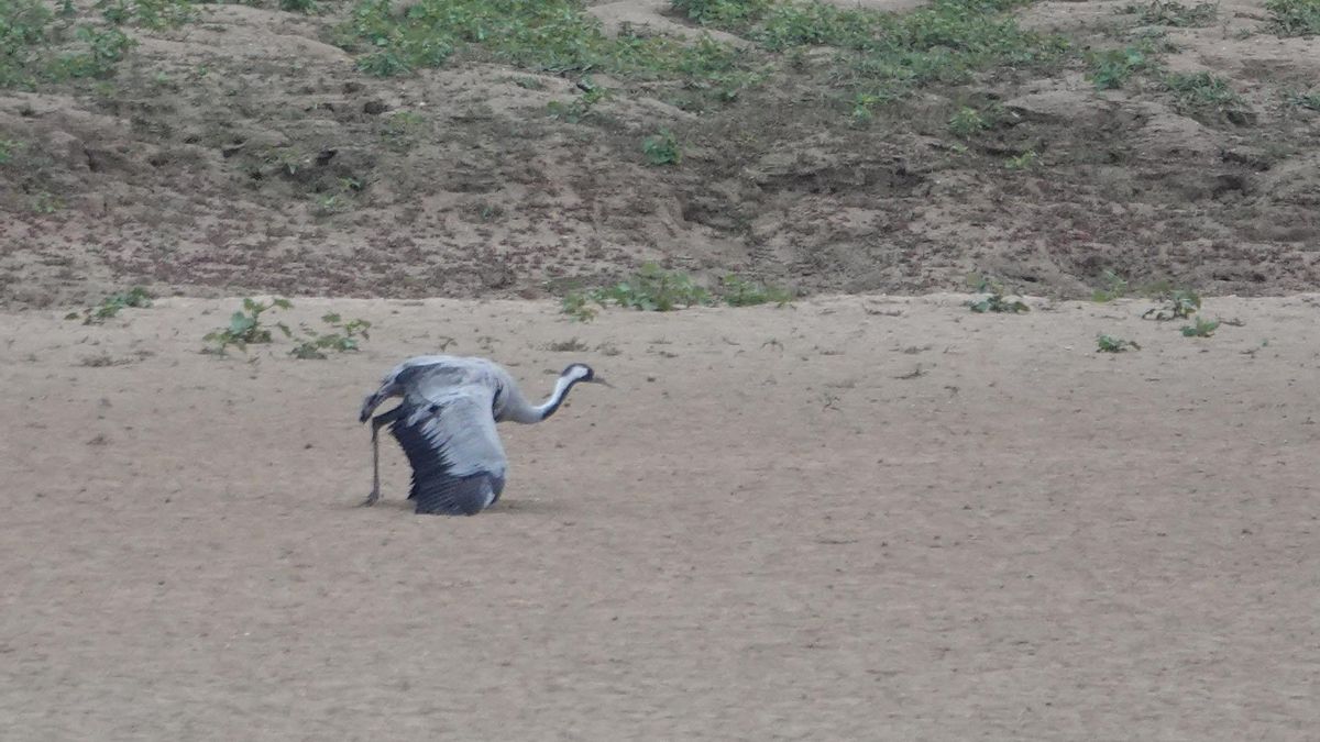 Grulla enferma en el embalse de la Sotonera