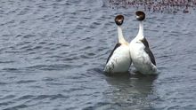 Dos zampullines 'bailando'