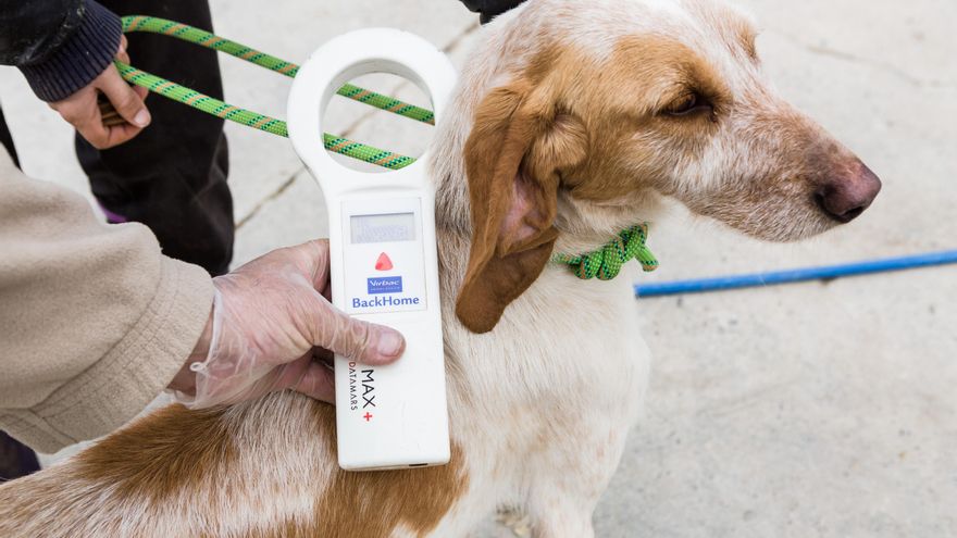 Perrera municipal de Movera