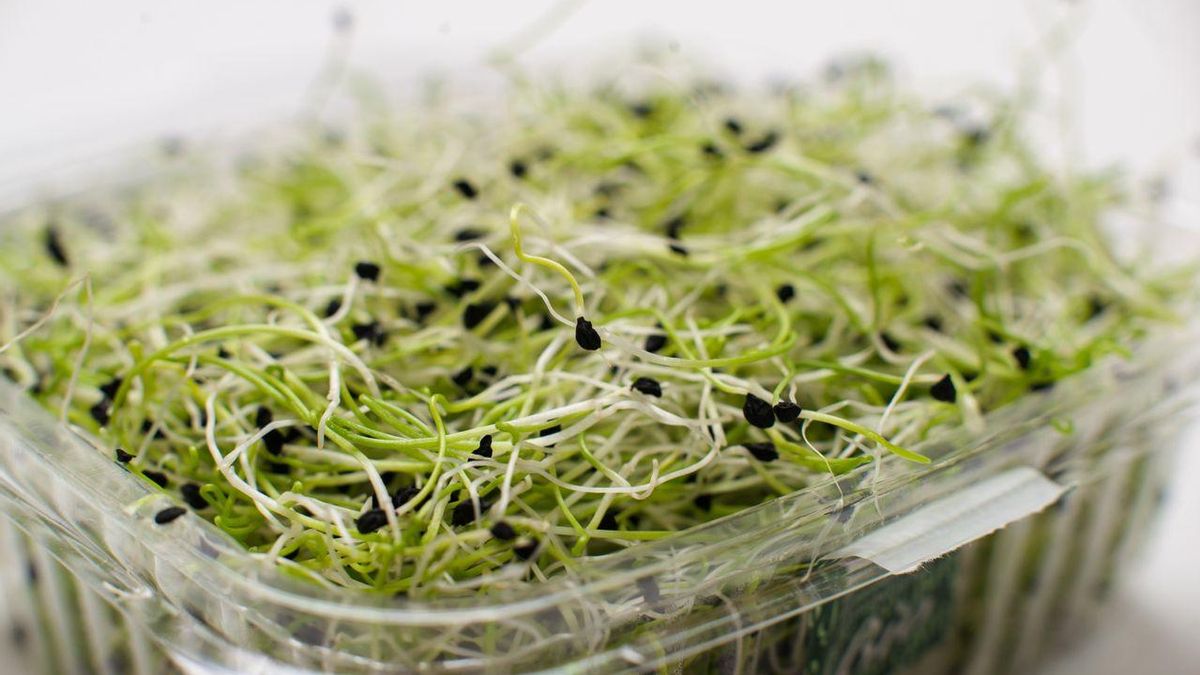 Cuatro recetas sorprendentes para aprovechar los brotes germinados de la cebolla