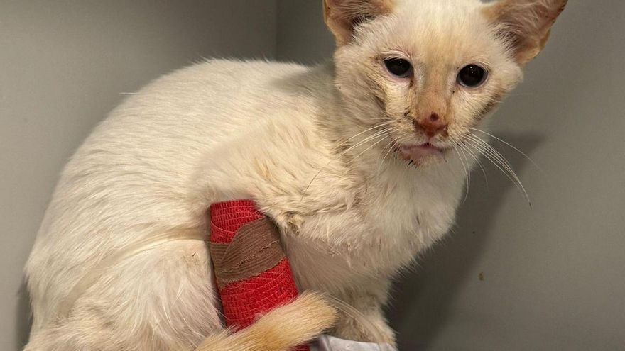 Investigan el tiroteo a un gato y la colocación de trampas felinas en Matute