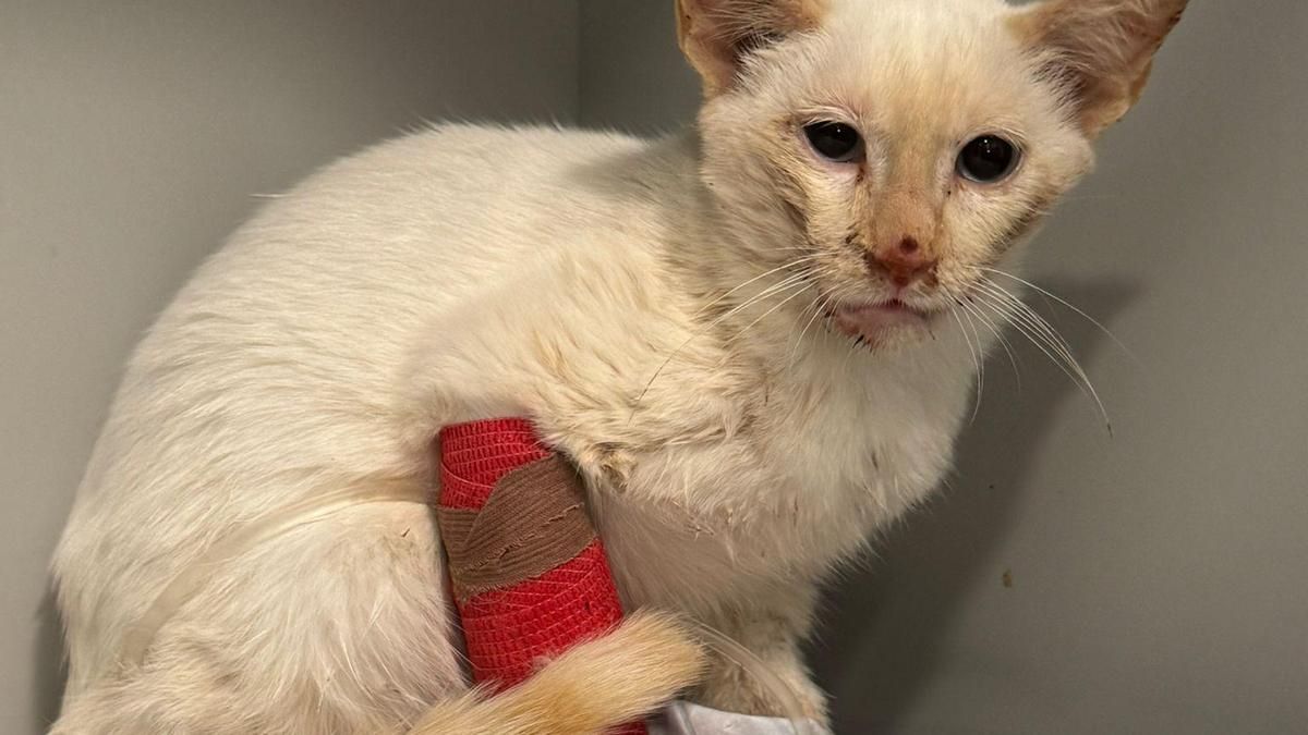 Investigan el tiroteo a un gato y la colocación de trampas felinas en Matute
