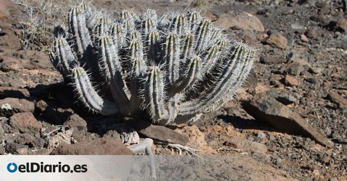 Cardón of Jandía (Euphorbia handiensis / Euphorbiaceae)