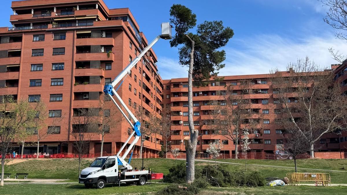 Tala de árboles en el Parque Bruil