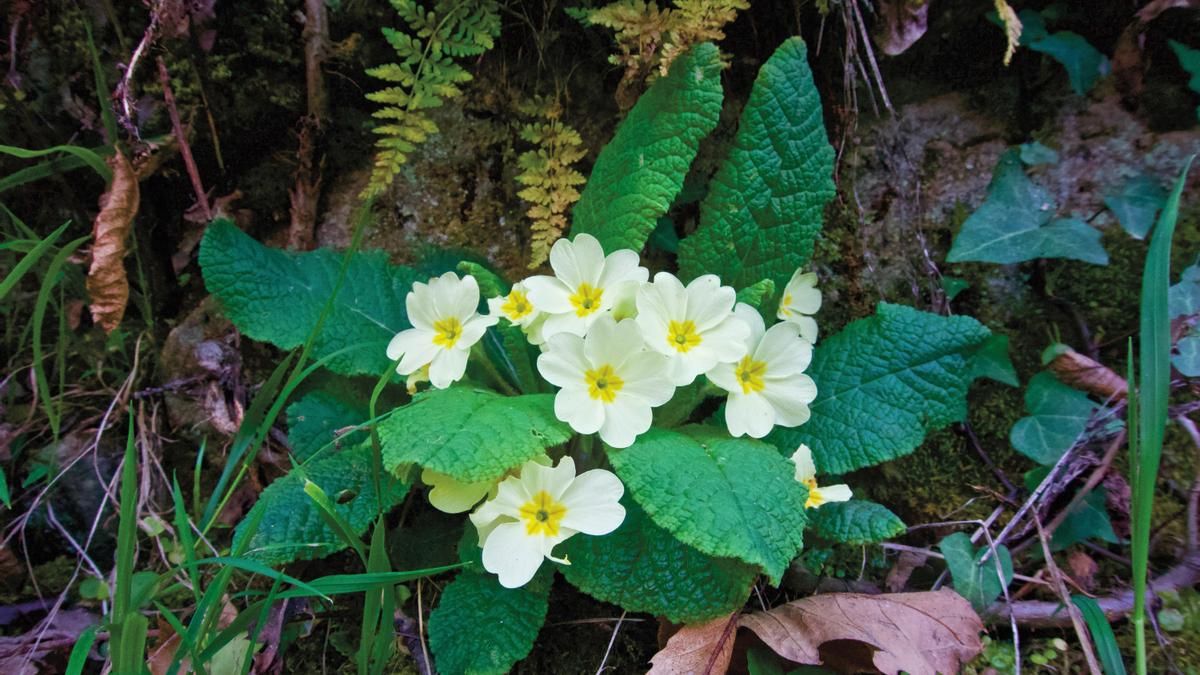Prímulas de primavera