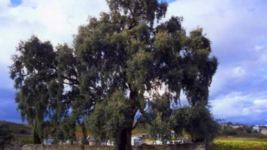 El Xardón del Peruchín, la sombra del cementerio de Otero (municipio Toral de los Vados). / monumentaltrees.com