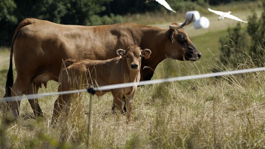 Asturias destina 1,5 millones a proyectos de innovación vinculados a la PAC hasta el 2028