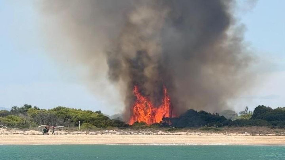 Medios aéreos y terrestres luchan contra un incendio en el paraje natural de la Devesa de El Saler, en València