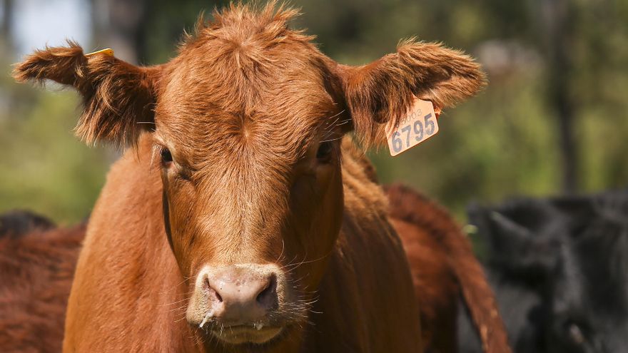 Un “hotel” en Uruguay ayuda a vacas a recuperarse de incendios y sequía
