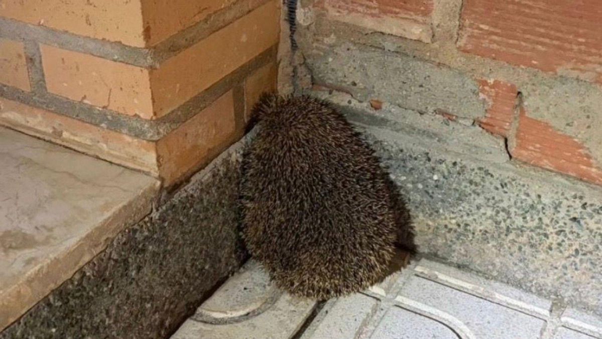 Rescatado un erizo que encontraron en las calles de Cuenca