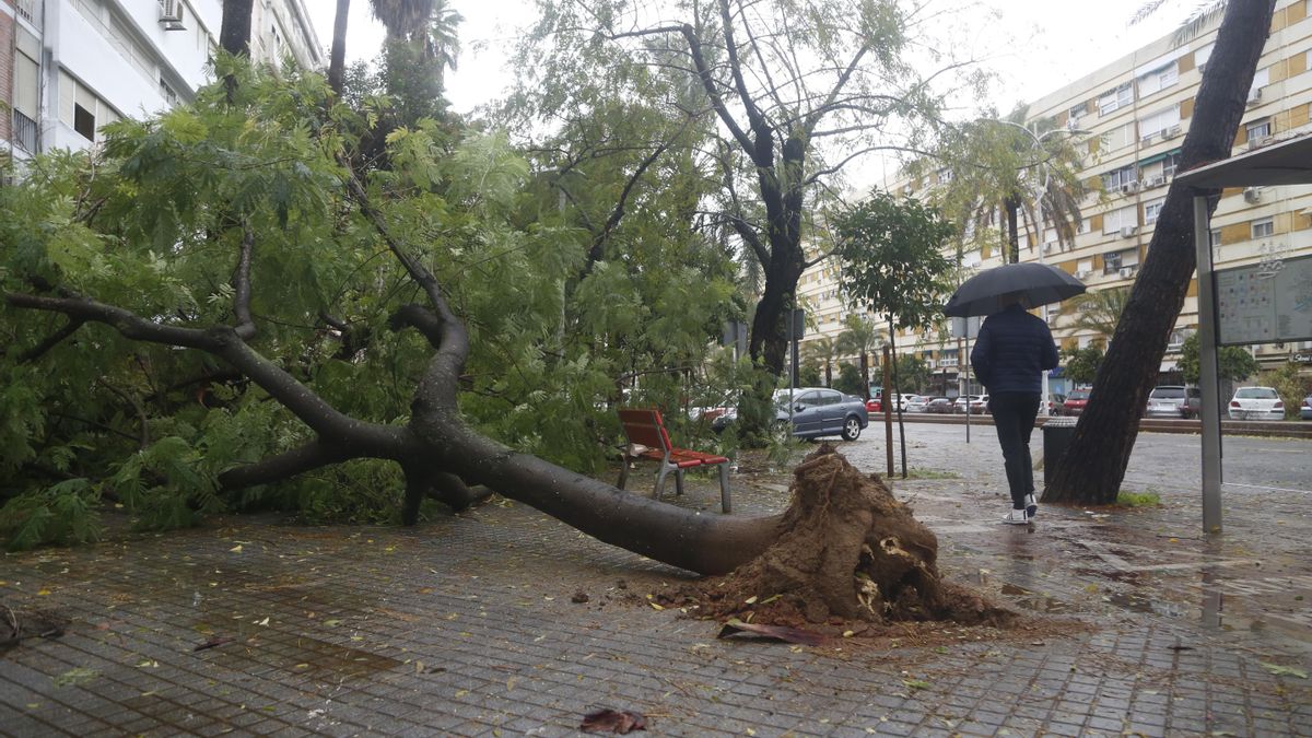 El temporal provoca las caídas de árboles, postes eléctricos y placas de una fachada en el Sector Sur