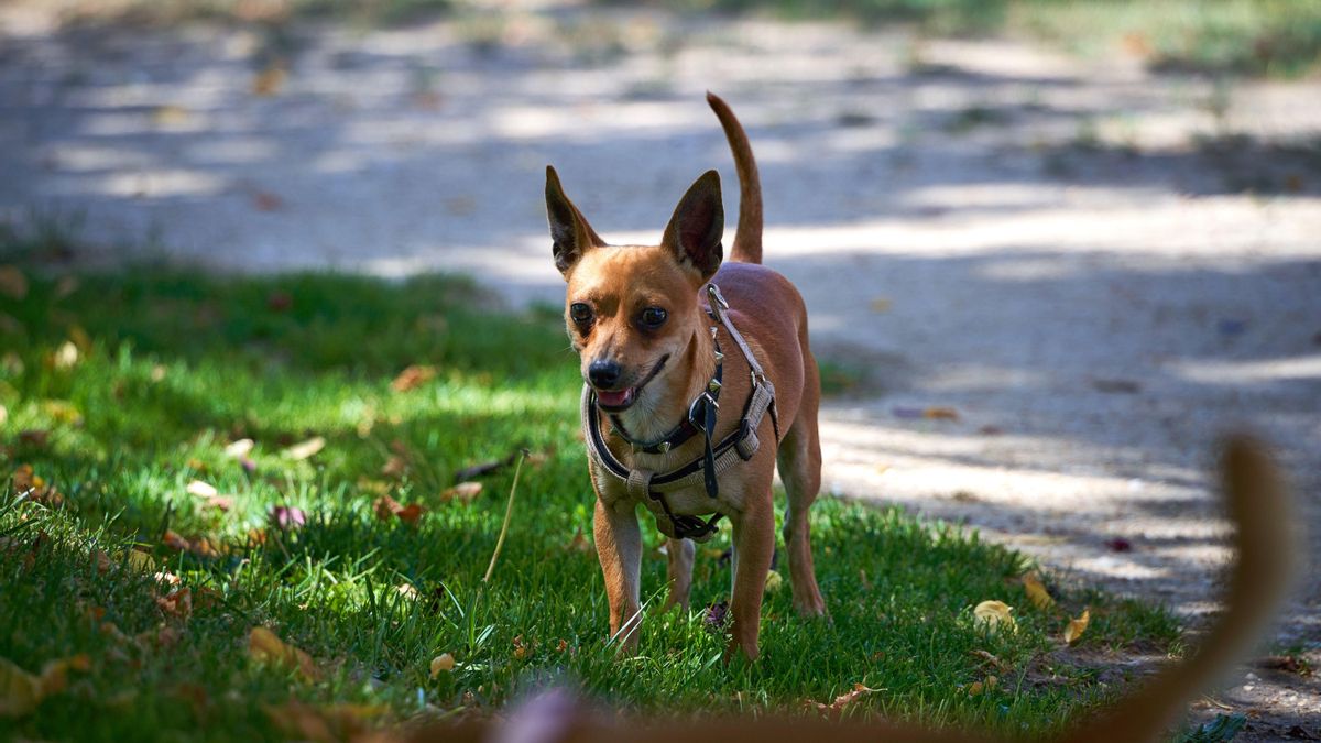 ¿En qué casos puedo ir con mi mascota a los viajes del Imserso y cuáles son los requisitos?