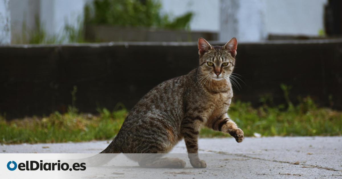 Así es como podría entenderte mejor con tu gato