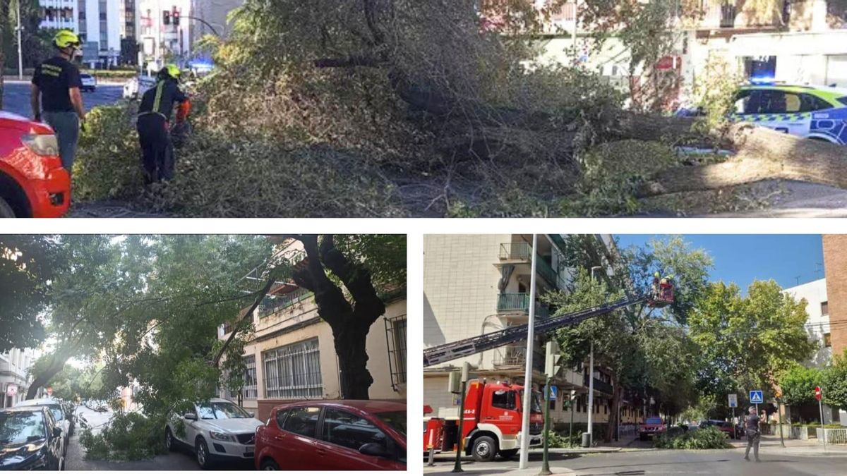 El estrés térmico de los árboles de Córdoba que acaba con ramas y ejemplares enteros en el suelo