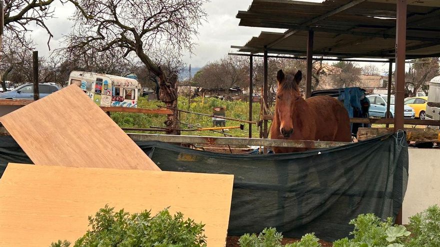 Caballos desplomados, establos sin paredes y trabajo a pleno sol: así malviven los animales que pasean turistas en Palma