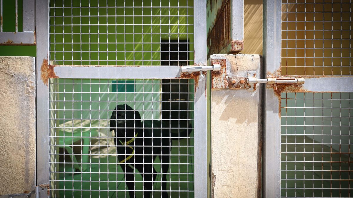 Los animalistas han denunciado el óxido y las filtraciones.