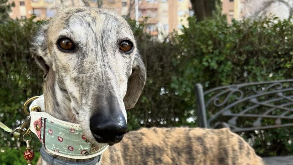 Ariel pide una oportunidad: la galga que fue utilizada para parir y que busca un hogar