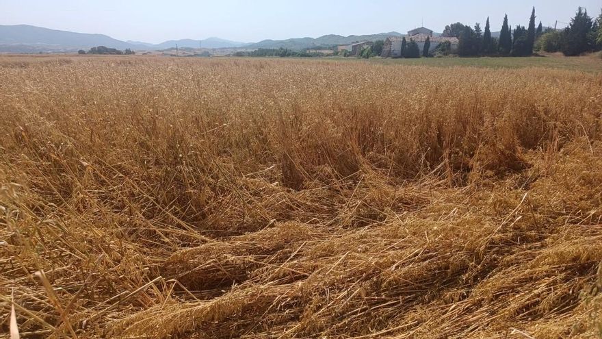 El granizo acaba con el 100% de la hortaliza y el cereal en algunas zonas de Cinco Villas
