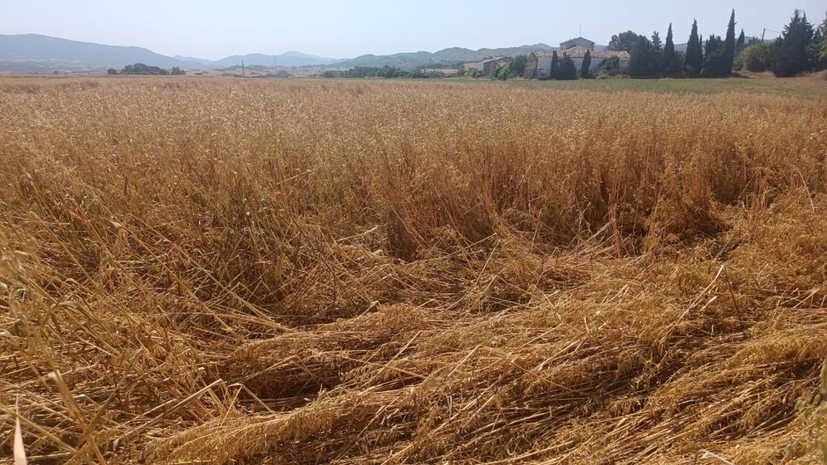 Campo de maíz arrasado por la piedra en Cinco Villas