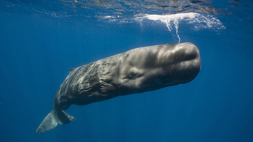 Proteger a nuestros “Moby Dick”
