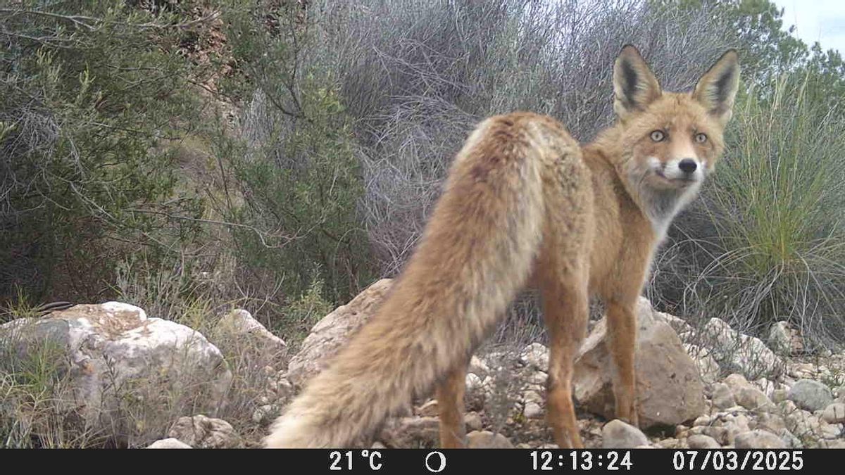 Un zorro captado por las cámaras de fototrampeo en la sierra de El Carche