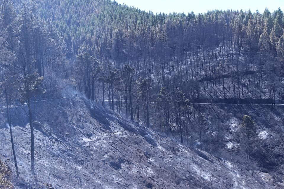Consecuencias del fuego en la cumbre de Gran Canaria.