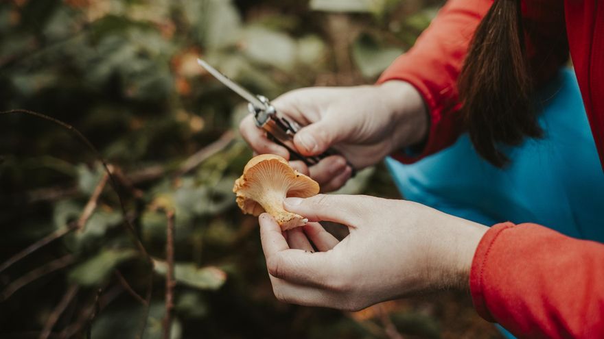 Tiempo de setas: 10 tipos que son comestibles y cómo identificarlas