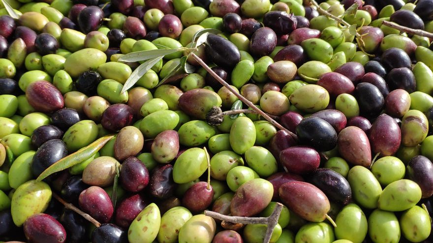 La DO Aceite Montes de Toledo entregará los Premios Cornicabra 2024 en la feria ‘AOVE & Nuts’ en Talavera