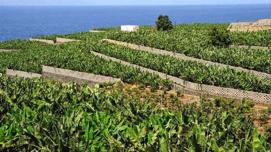 Los dos años seguidos con precios de ruina aceleran la venta de plataneras en Canarias