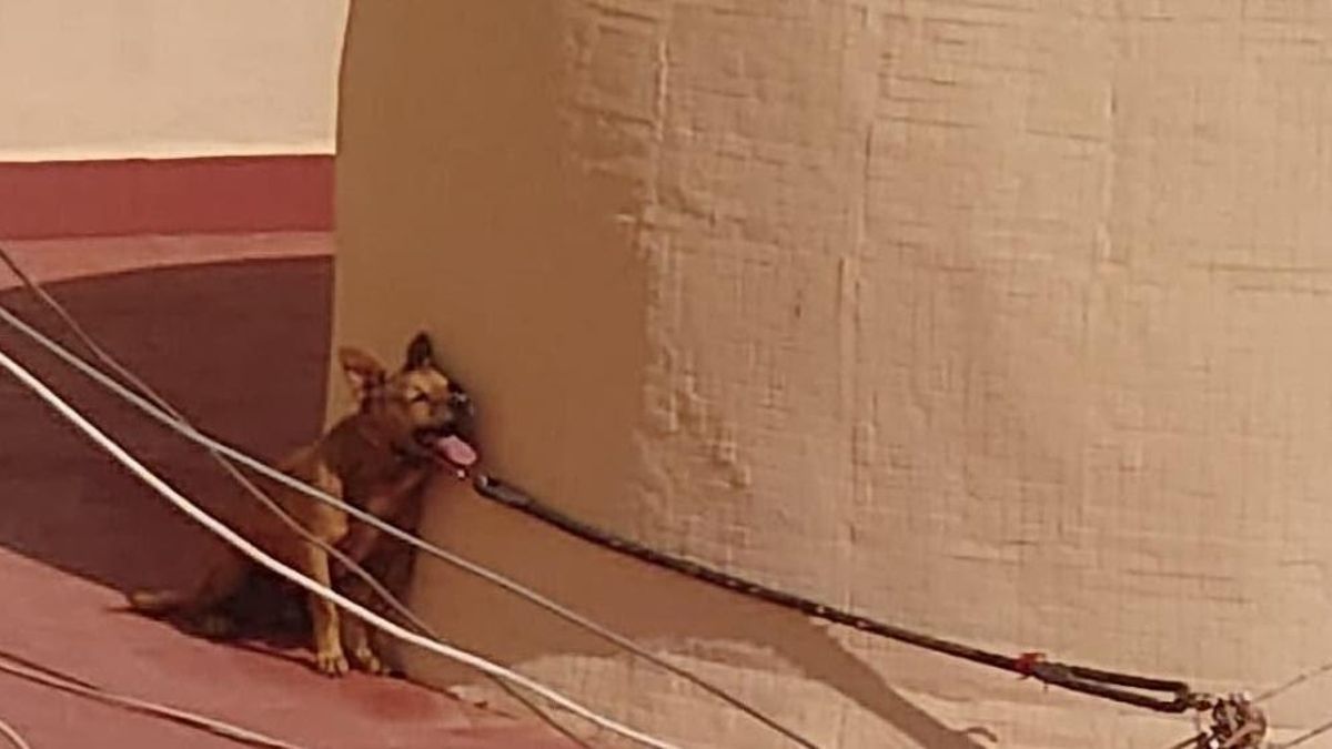 El perro fallecido tratando de protegerse del sol.