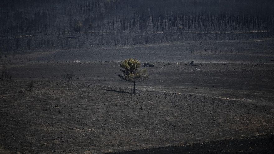 Vista de la zona vegetal afectada por el incendio de Losacio, a 19 de julio de 2022, en Ferreras de Abajo, Zamora.