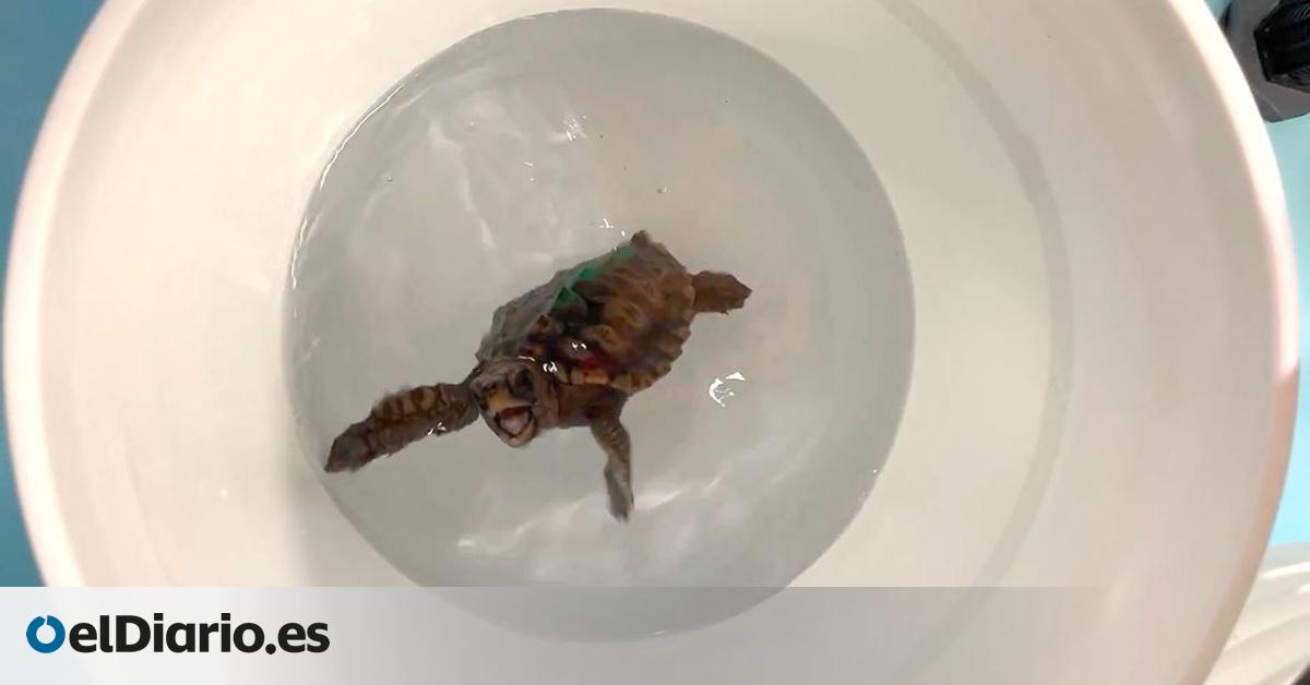 Las tortugas  bailarinas  revelan cómo usan un  GPS magnético  para su épico regreso a casa