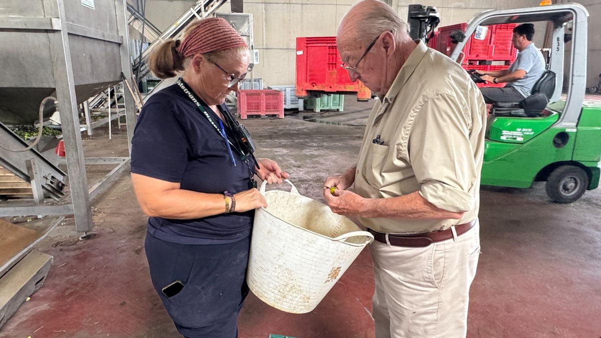 Antonio Mateos León, comprobando si la cocción de la salmuera ha llegado al hueso de la aceituna en la empresa Garcioliva. En la imagen, acompañado por María Jesús Brenes, la trabajadora más veterana.