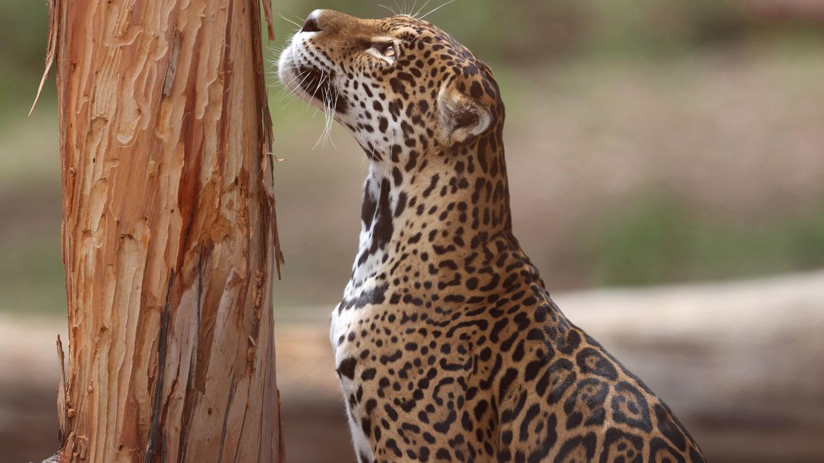 Día Mundial de la Conservación del Jaguar: el lugar del mundo donde verlo en libertad