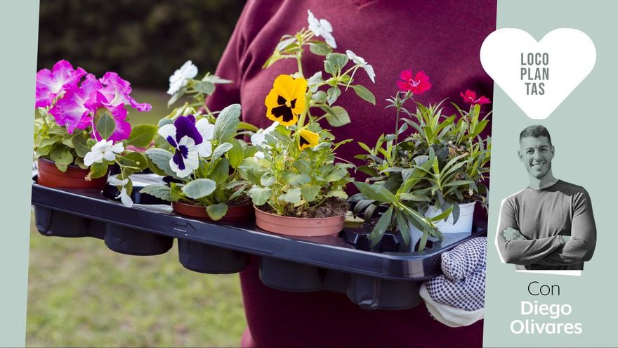 Qué sembrar ahora para ver tu casa y tu balcón llenos de flores en primavera