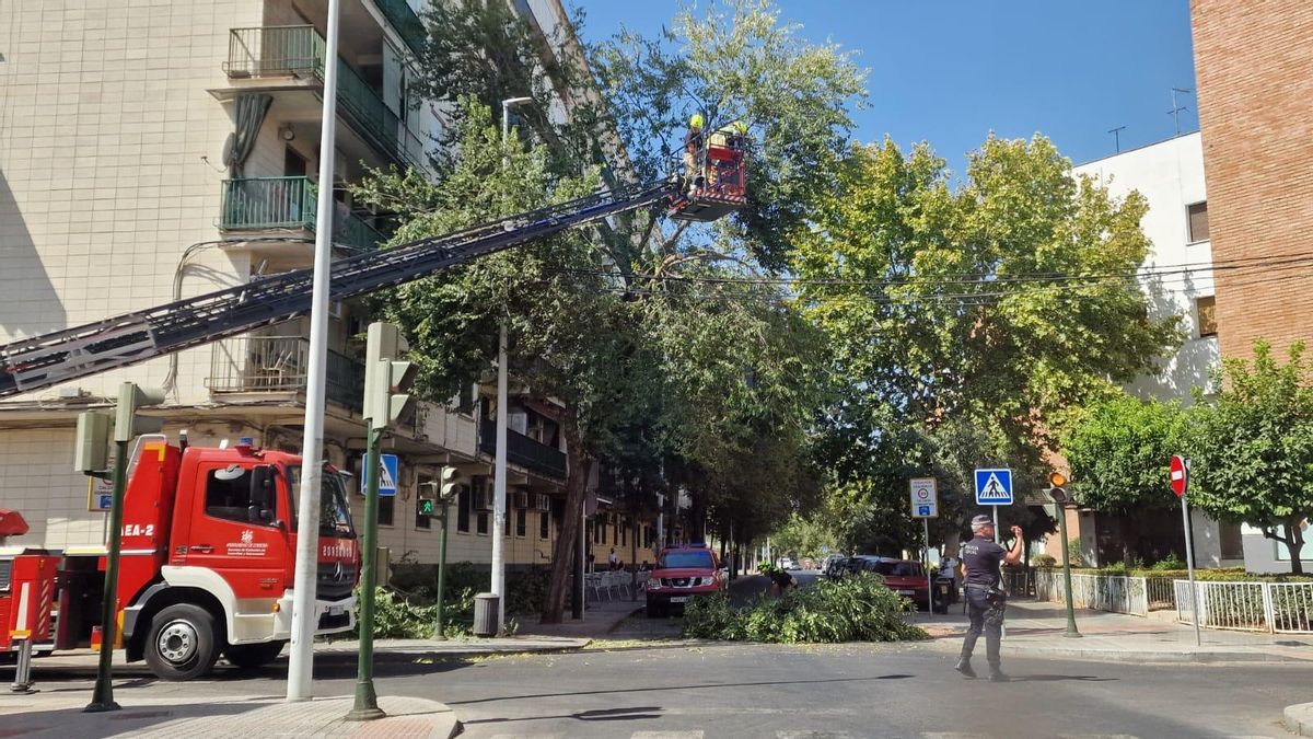 Los bomberos retiran varias ramas de grandes dimensiones ante el riesgo de caída