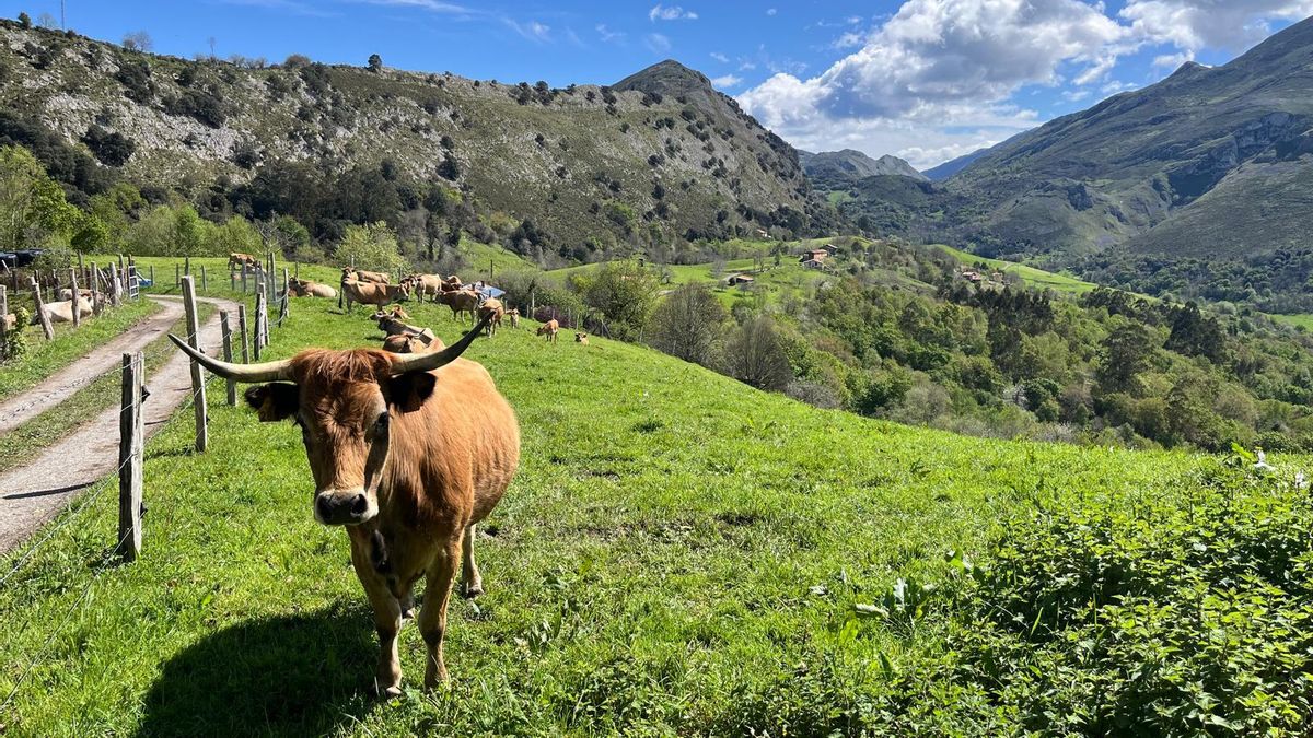 Ganadería pastando en un puerto asturiano.