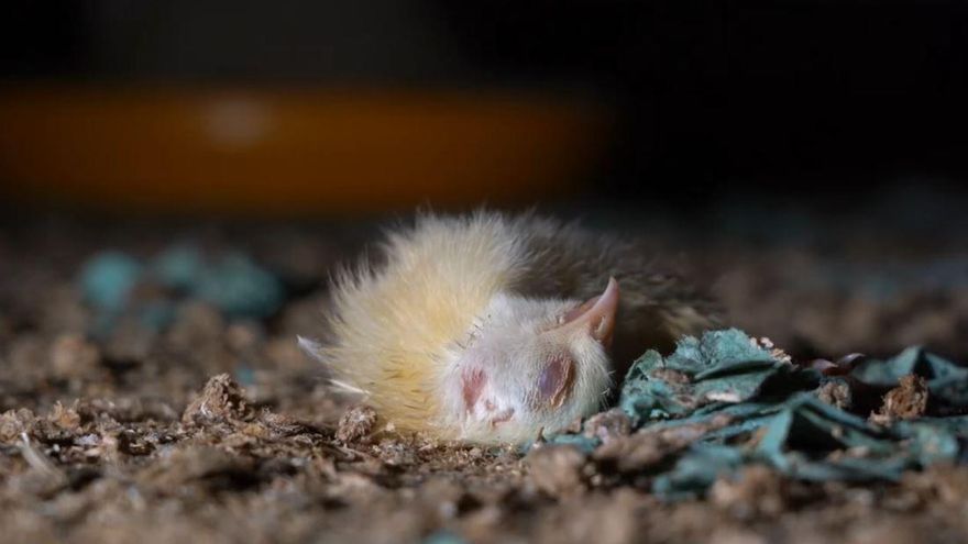 Pollos agonizando y golpes: un grupo animalista muestra imágenes de una macrogranja que provee a Lidl Alemania
