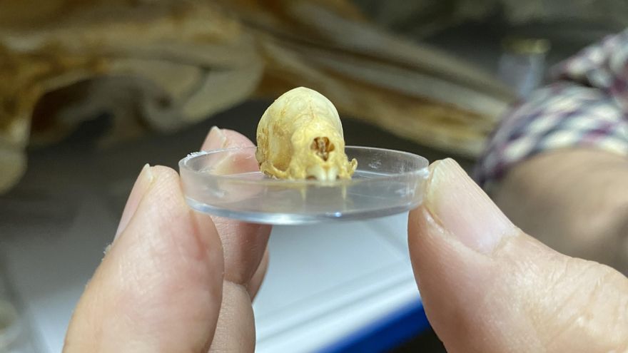 Un paseo por las curiosidades de las colecciones científicas de Doñana