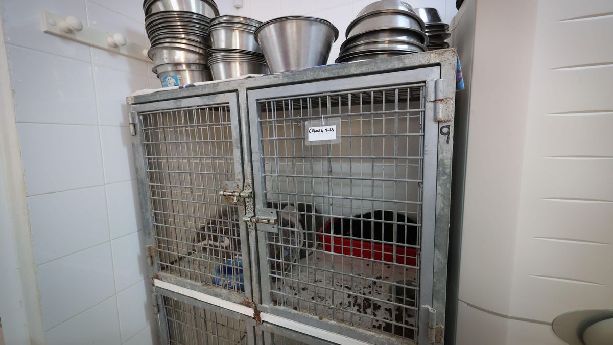 Una de las jaulas para gatos, en total, el centro acoge a 50 felinos.